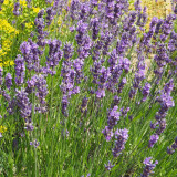 Narrowleaf Lavender Seeds – Lavandula angustifolia, Perennial, Heat, Cold & Drought Tolerant for Garden & Containers