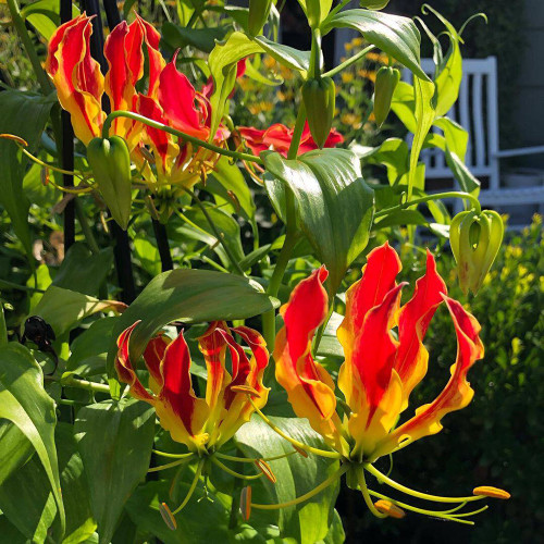 Mixed Color Gloriosa Lily Bulbs – Exotic Flame-Like Perennial Climber for Trellises, Containers & Cut Flowers