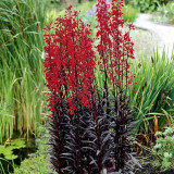 'Queen Victoria' Cardinal Flower Seeds – Striking Color, Compact Growth, Easy to Grow, Ideal for Home Gardens