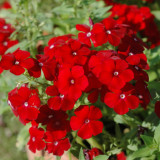 Scarlet Annual Phlox Seeds – Phlox drummondii 'Crimson Beauty', Dwarf Compact, Fragrant Cut Flower, Easy to Grow