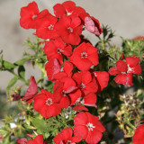 Scarlet Annual Phlox Seeds – Phlox drummondii 'Crimson Beauty', Dwarf Compact, Fragrant Cut Flower, Easy to Grow