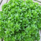 Aristotle Basil Seeds – Ocimum basilicum Compact Bush Basil, Edible Culinary Herb, Late Bolting, Perfect Potted Plant