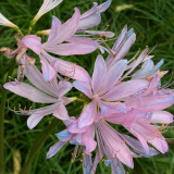 Sprenger's Surprise Lily Bulbs – Lycoris sprengeri | Easy to Grow, Fall Blooming, Hardy Perennial for Gardens & Containers
