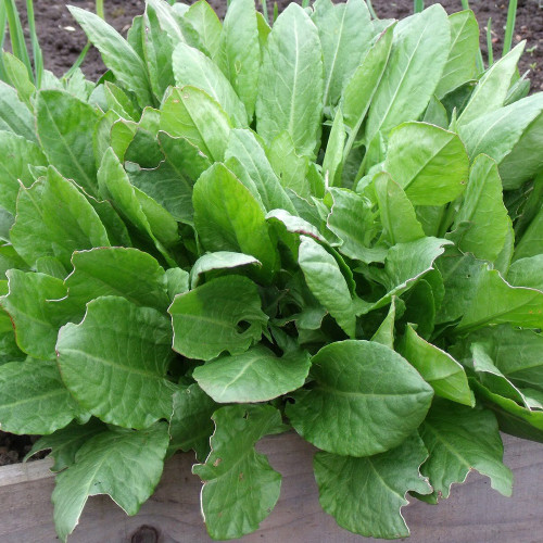 Broad Leaf Sorrel Seeds – Rumex acetosa, French Culinary Herb, Tangy Lemony Flavor, Hardy Perennial, Easy to Grow