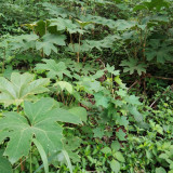 Rice Paper Plant Seeds – Tetrapanax papyrifer, Chinese Rice Paper Tree, Dual-Purpose for Medicine & Ornamental Landscape