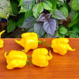 Yellow Carolina Reaper Pepper Seeds – Capsicum chinense, Superhot Chili, High-Yield & Ornamental Garden Plant