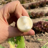 White Cherry Radish Hybrid Seeds – Fast Growing, Bolt Resistant, Crisp Flesh