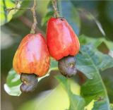 Cashew Tree Seeds Edible Cashew Nut Seeds For Home Garden Bonsai