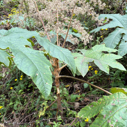 Rice Paper Plant Seeds – Tetrapanax papyrifer, Chinese Rice Paper Tree, Dual-Purpose for Medicine & Ornamental Landscape