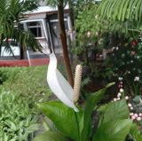 Peace Lily Rhizome | Spathiphyllum Root for Indoor Planting