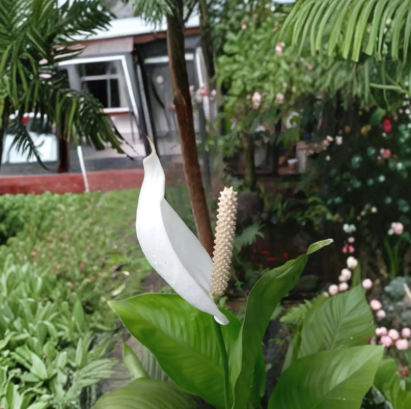 Peace Lily Rhizome | Spathiphyllum Root for Indoor Planting