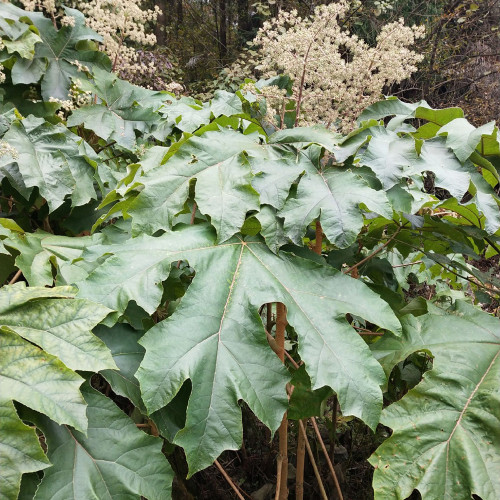 Rice Paper Plant Seeds – Tetrapanax papyrifer, Chinese Rice Paper Tree, Dual-Purpose for Medicine & Ornamental Landscape