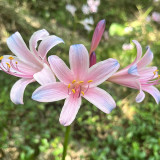 Sprenger's Surprise Lily Bulbs – Lycoris sprengeri | Easy to Grow, Fall Blooming, Hardy Perennial for Gardens & Containers