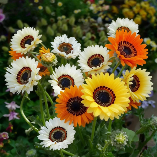 Double Cape Daisy Mixed Colors Seeds – Venidium fastuosum 'Zulu Prince', Long Blooming, Perfect for Pots & Cut Flowers