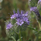Lacy Phacelia Seeds - Phacelia tanacetifolia, Drought Tolerant Annual Wildflower