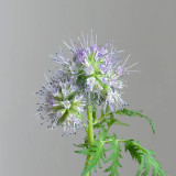 Lacy Phacelia Seeds - Phacelia tanacetifolia, Drought Tolerant Annual Wildflower
