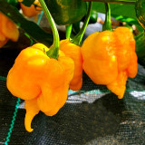 Yellow Carolina Reaper Pepper Seeds – Capsicum chinense, Superhot Chili, High-Yield & Ornamental Garden Plant