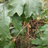 Rice Paper Plant Seeds – Tetrapanax papyrifer, Chinese Rice Paper Tree, Dual-Purpose for Medicine & Ornamental Landscape
