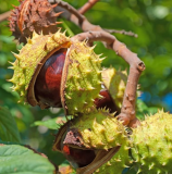 Horse Chestnut Tree Seeds Aesculus Hippocastanum, Exotic Large Ornamental Shade Tree For Yard & Park Landscape Planting