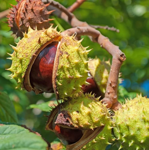 Horse Chestnut Tree Seeds Aesculus Hippocastanum, Exotic Large Ornamental Shade Tree For Yard & Park Landscape Planting