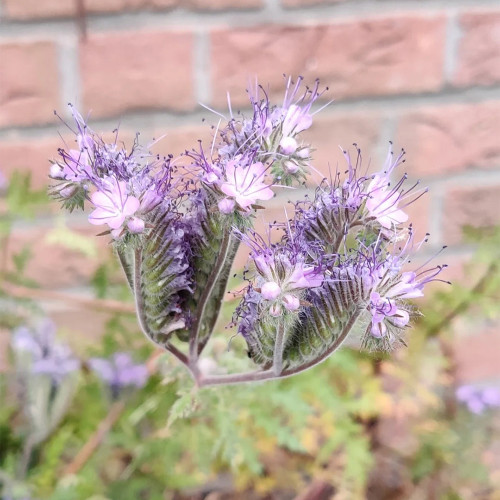 Lacy Phacelia Seeds - Phacelia tanacetifolia, Drought Tolerant Annual Wildflower