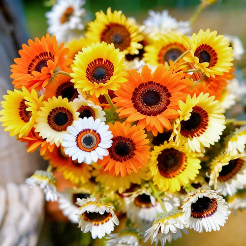 Double Cape Daisy Mixed Colors Seeds – Venidium fastuosum 'Zulu Prince', Long Blooming, Perfect for Pots & Cut Flowers
