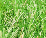 Climax Timothy Grass Seeds