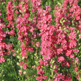 Red Rocket Larkspur Seeds – Consolida ajacis, Double Red Blooms Tall Cut Flower for Garden Landscaping