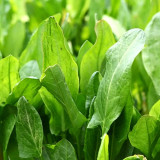 Broad Leaf Sorrel Seeds – Rumex acetosa, French Culinary Herb, Tangy Lemony Flavor, Hardy Perennial, Easy to Grow