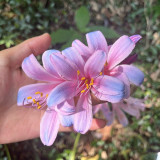 Sprenger's Surprise Lily Bulbs – Lycoris sprengeri | Easy to Grow, Fall Blooming, Hardy Perennial for Gardens & Containers