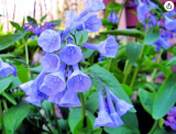 Virginia Bluebells Wildflower Seeds Mertensia Virginica, Native Shade Loving Spring Perennial For Woodland Garden Planting