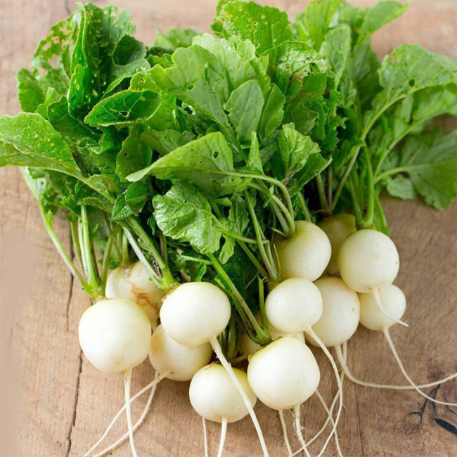 White Cherry Radish Hybrid Seeds – Fast Growing, Bolt Resistant, Crisp Flesh