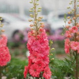 Red Rocket Larkspur Seeds – Consolida ajacis, Double Red Blooms Tall Cut Flower for Garden Landscaping