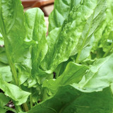 Broad Leaf Sorrel Seeds – Rumex acetosa, French Culinary Herb, Tangy Lemony Flavor, Hardy Perennial, Easy to Grow