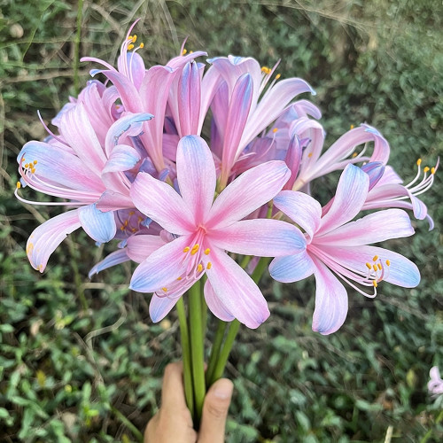 Sprenger's Surprise Lily Bulbs – Lycoris sprengeri | Easy to Grow, Fall Blooming, Hardy Perennial for Gardens & Containers