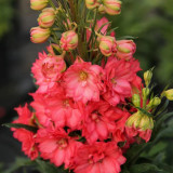 Red Rocket Larkspur Seeds – Consolida ajacis, Double Red Blooms Tall Cut Flower for Garden Landscaping