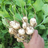 White Cherry Radish Hybrid Seeds – Fast Growing, Bolt Resistant, Crisp Flesh