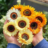 Double Cape Daisy Mixed Colors Seeds – Venidium fastuosum 'Zulu Prince', Long Blooming, Perfect for Pots & Cut Flowers
