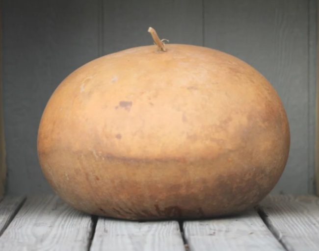 Organic Bushel Gourd Seeds, USA Sourced Hard Shell Craft Gourd Seeds For Home Garden Planting