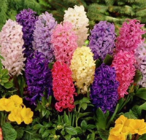 Pre-Chilled Mixed Hyacinth Bulbs, Rainbow Multicolor Flower Bulbs Ready To Bloom For Home Garden Planting