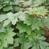 Rice Paper Plant Seeds – Tetrapanax papyrifer, Chinese Rice Paper Tree, Dual-Purpose for Medicine & Ornamental Landscape