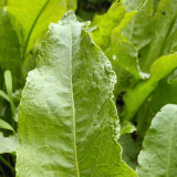 Broad Leaf Sorrel Seeds – Rumex acetosa, French Culinary Herb, Tangy Lemony Flavor, Hardy Perennial, Easy to Grow