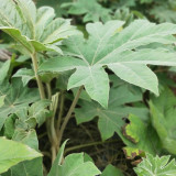 Rice Paper Plant Seeds – Tetrapanax papyrifer, Chinese Rice Paper Tree, Dual-Purpose for Medicine & Ornamental Landscape