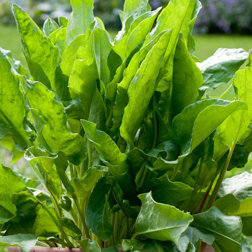 Broad Leaf Sorrel Seeds – Rumex acetosa, French Culinary Herb, Tangy Lemony Flavor, Hardy Perennial, Easy to Grow