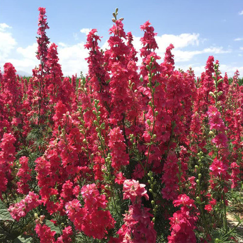 Red Rocket Larkspur Seeds – Consolida ajacis, Double Red Blooms Tall Cut Flower for Garden Landscaping