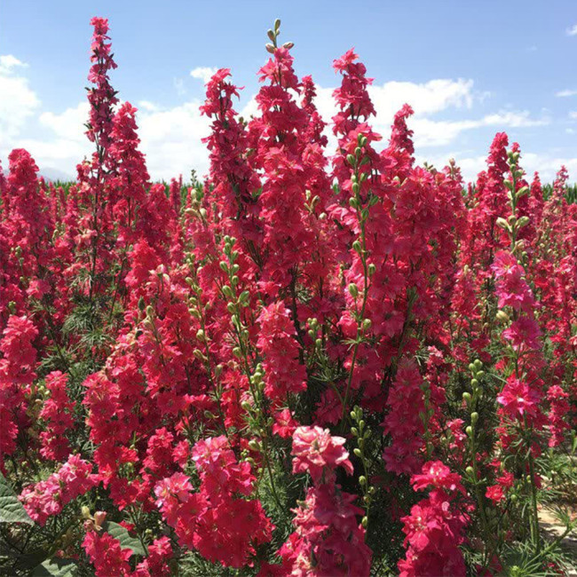 Red Rocket Larkspur Seeds – Consolida ajacis, Double Red Blooms Tall Cut Flower for Garden Landscaping
