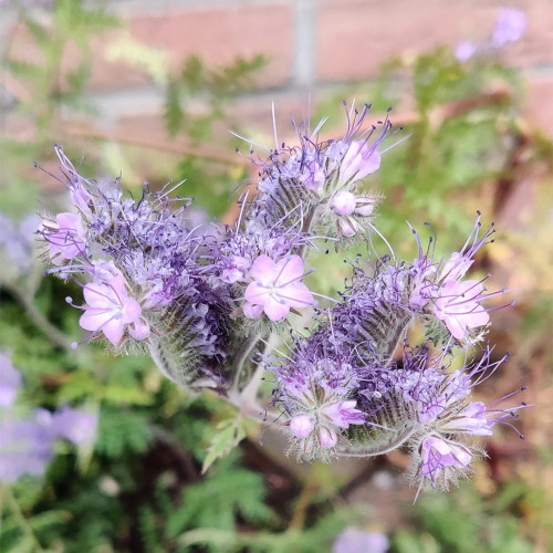 Lacy Phacelia Seeds - Phacelia tanacetifolia, Drought Tolerant Annual Wildflower