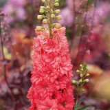 Red Rocket Larkspur Seeds – Consolida ajacis, Double Red Blooms Tall Cut Flower for Garden Landscaping