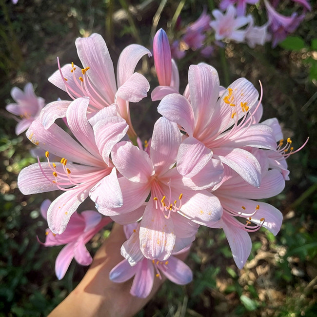 Sprenger's Surprise Lily Bulbs – Lycoris sprengeri | Easy to Grow, Fall Blooming, Hardy Perennial for Gardens & Containers
