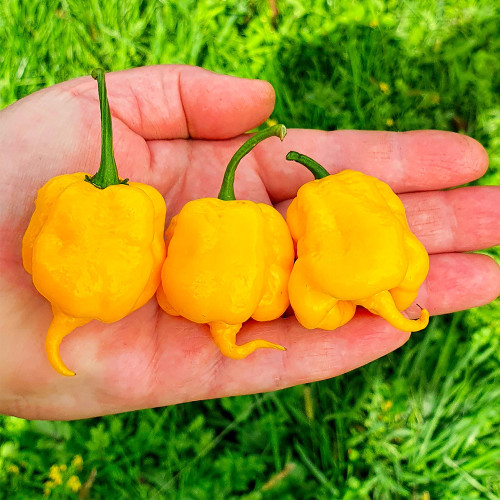 Yellow Carolina Reaper Pepper Seeds – Capsicum chinense, Superhot Chili, High-Yield & Ornamental Garden Plant